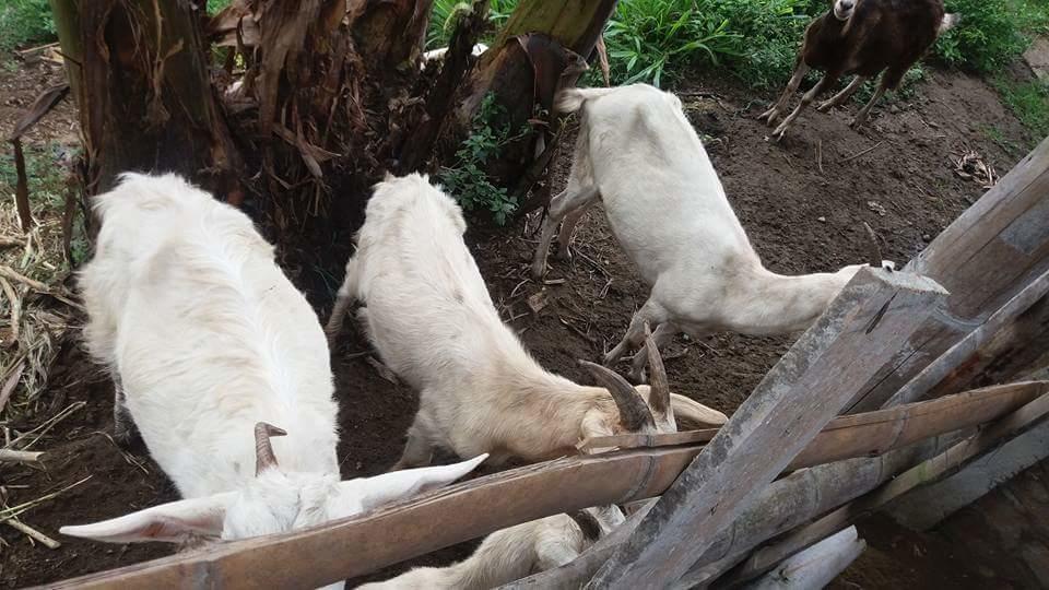 CalarcáFinca El Diamante别墅 外观 照片