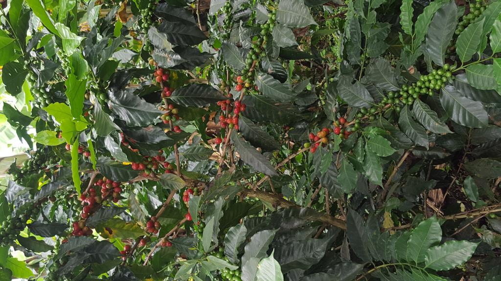 CalarcáFinca El Diamante别墅 外观 照片