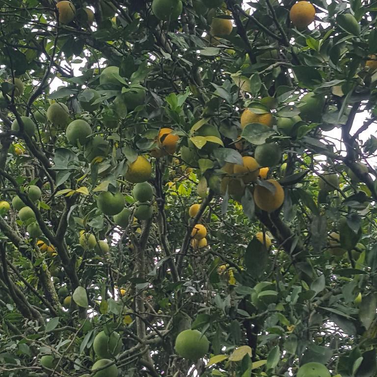 CalarcáFinca El Diamante别墅 外观 照片