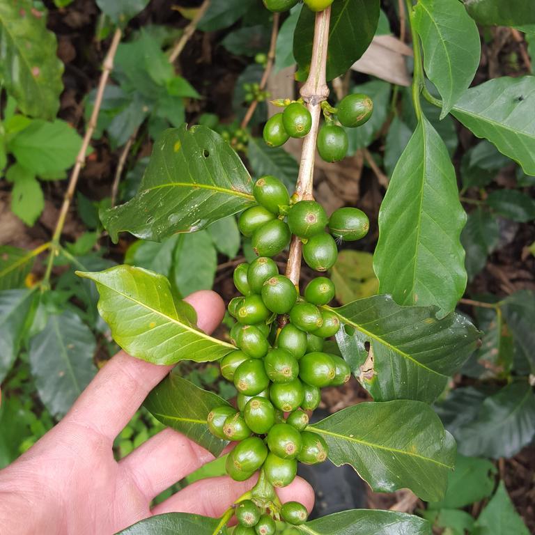 CalarcáFinca El Diamante别墅 外观 照片