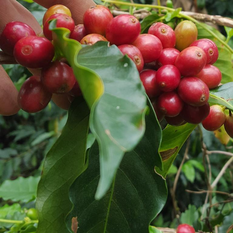 CalarcáFinca El Diamante别墅 外观 照片